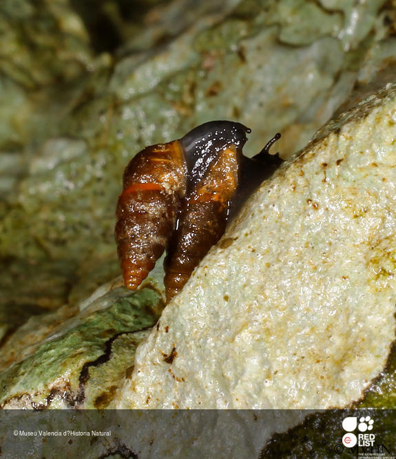 Abida polyodon
