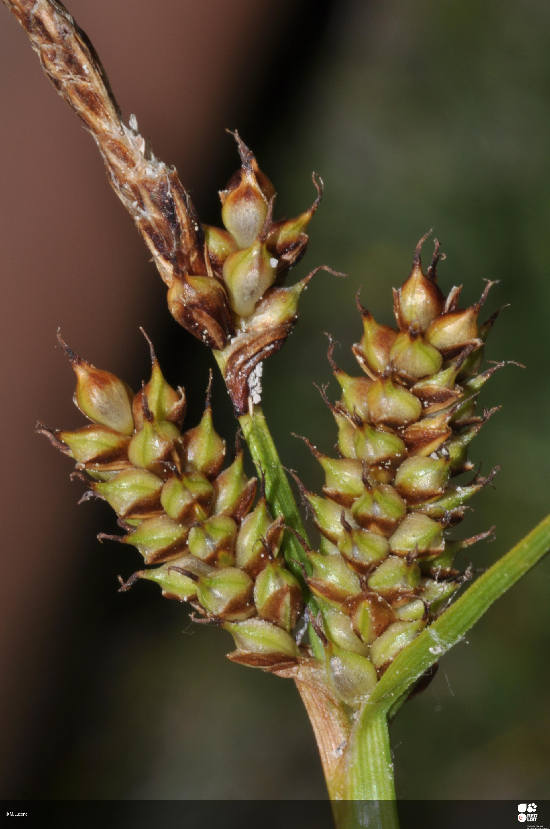 Carex lainzii