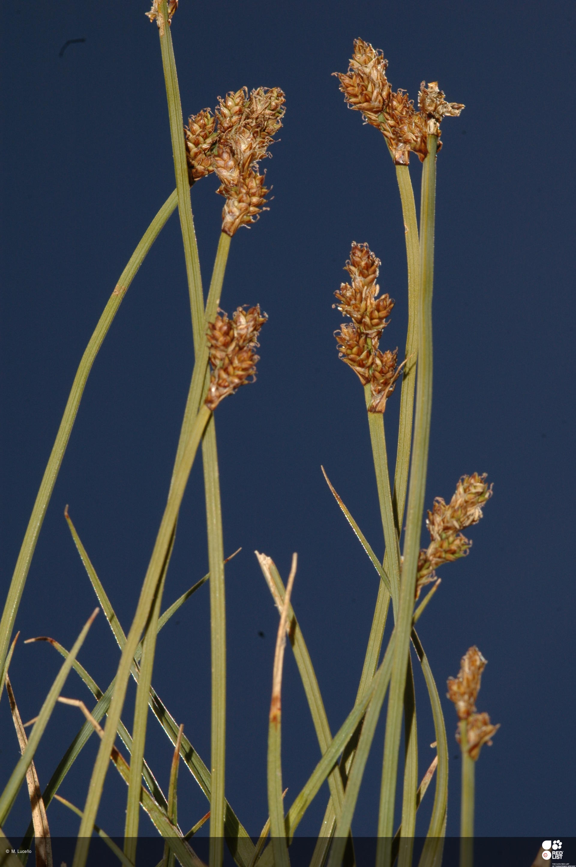 Carex lucennoiberica