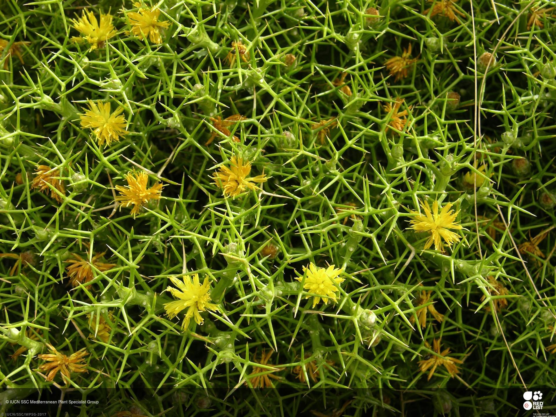 Carthamus balearicus