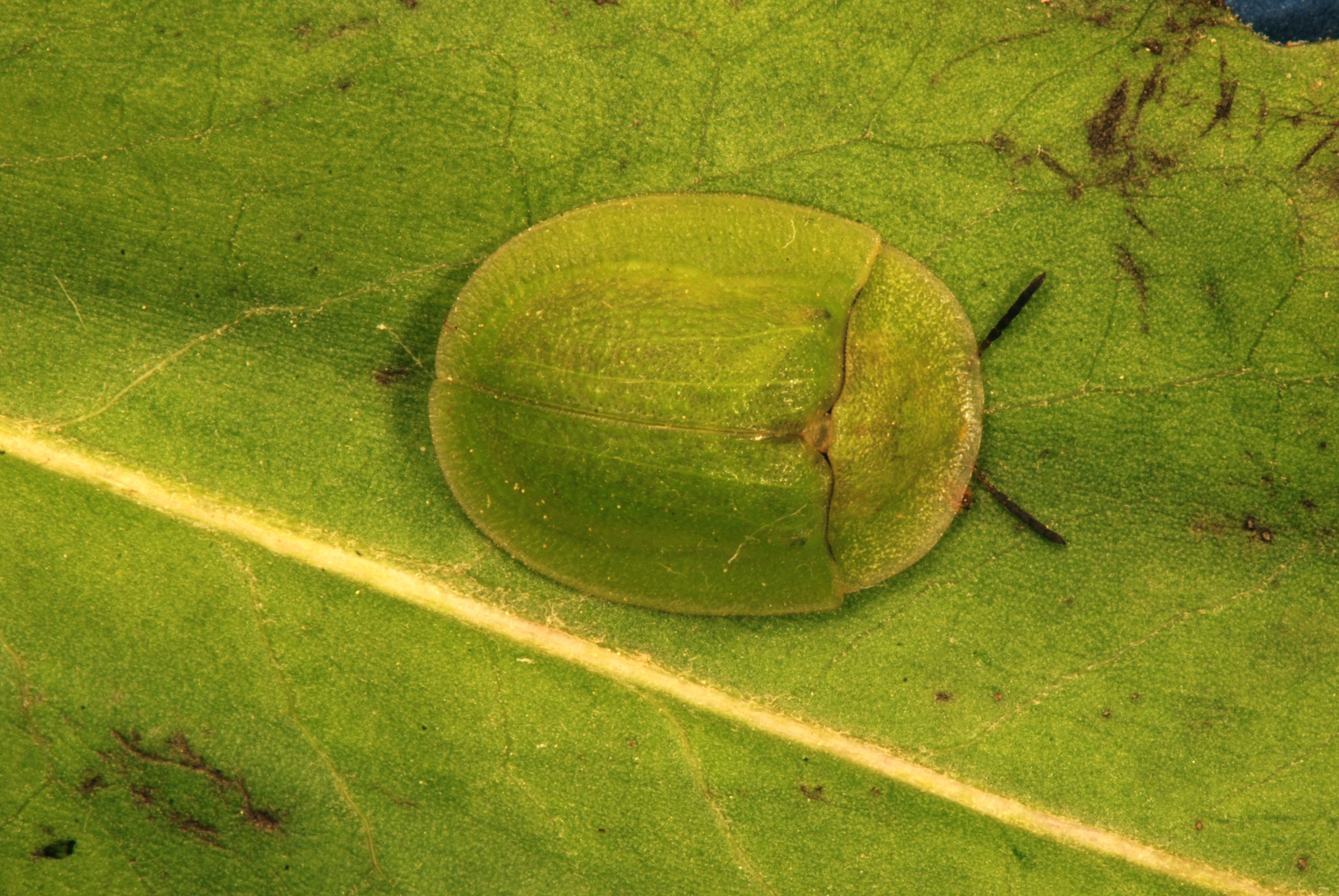 Cassida angustifrons