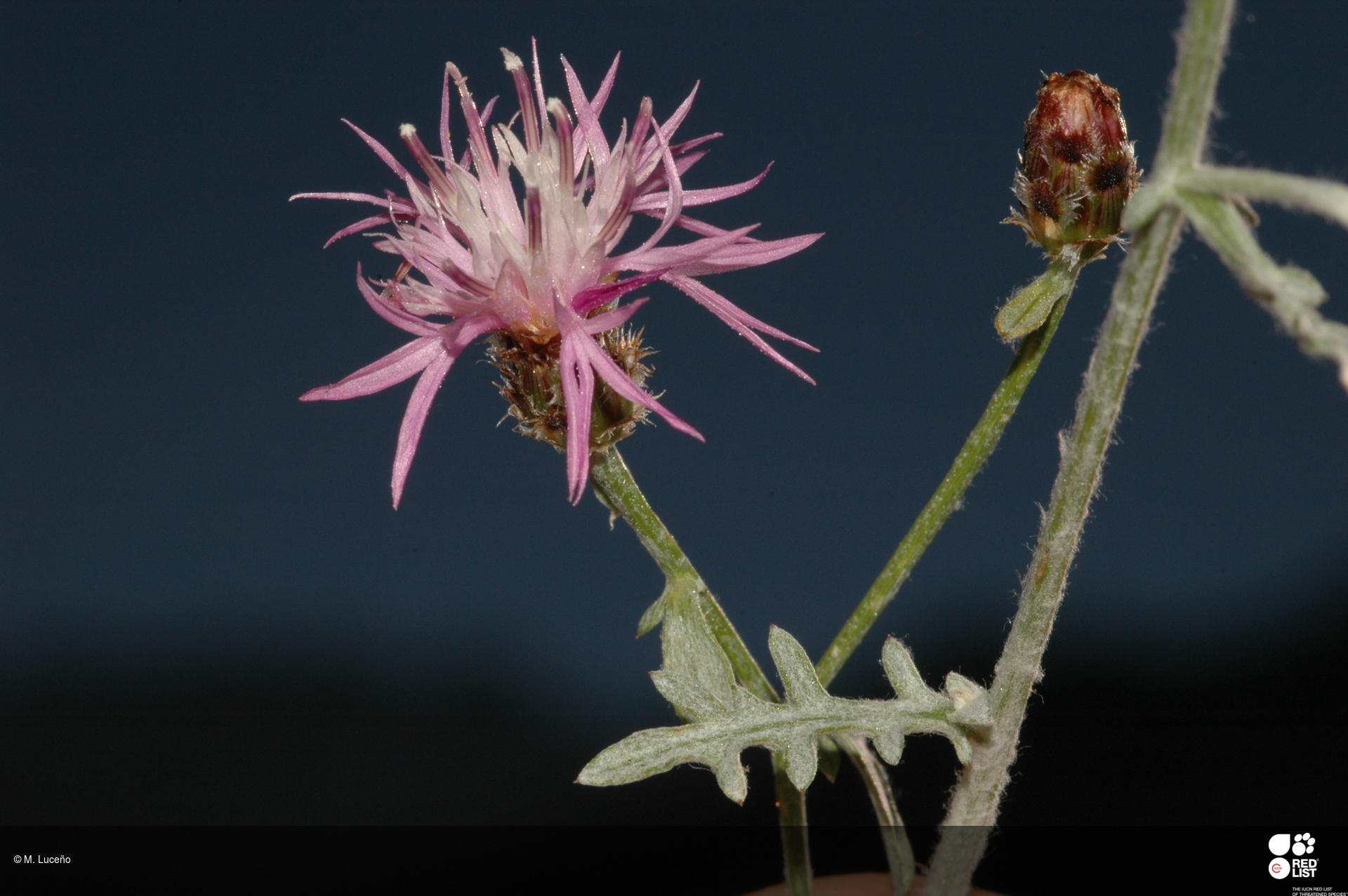 Centaurea avilae