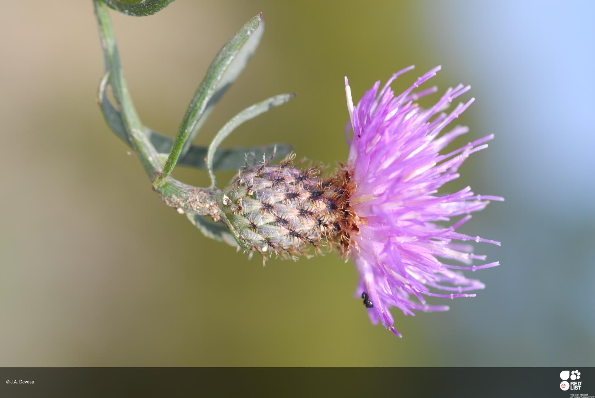Centaurea gallaecica