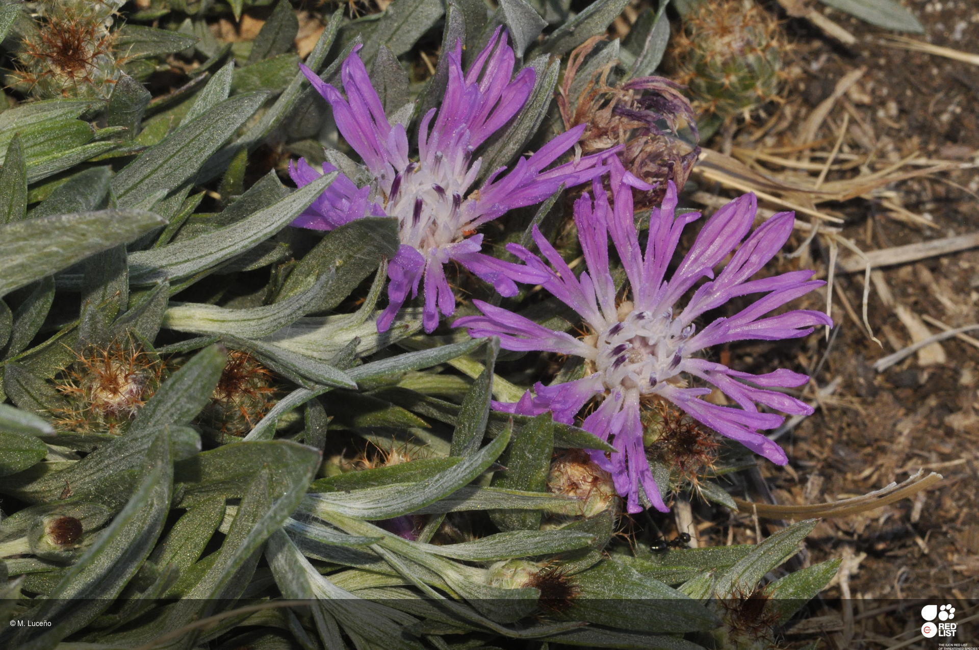 Centaurea janeri