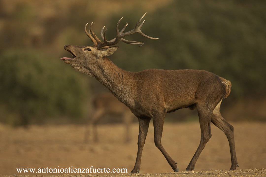 Cervus elaphus