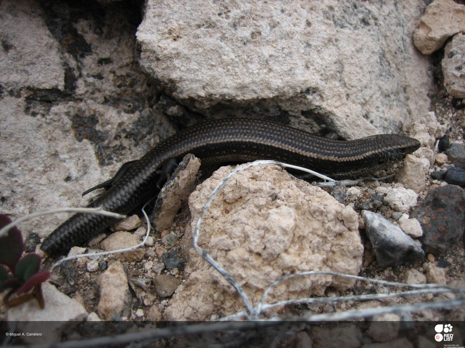 Chalcides sexlineatus