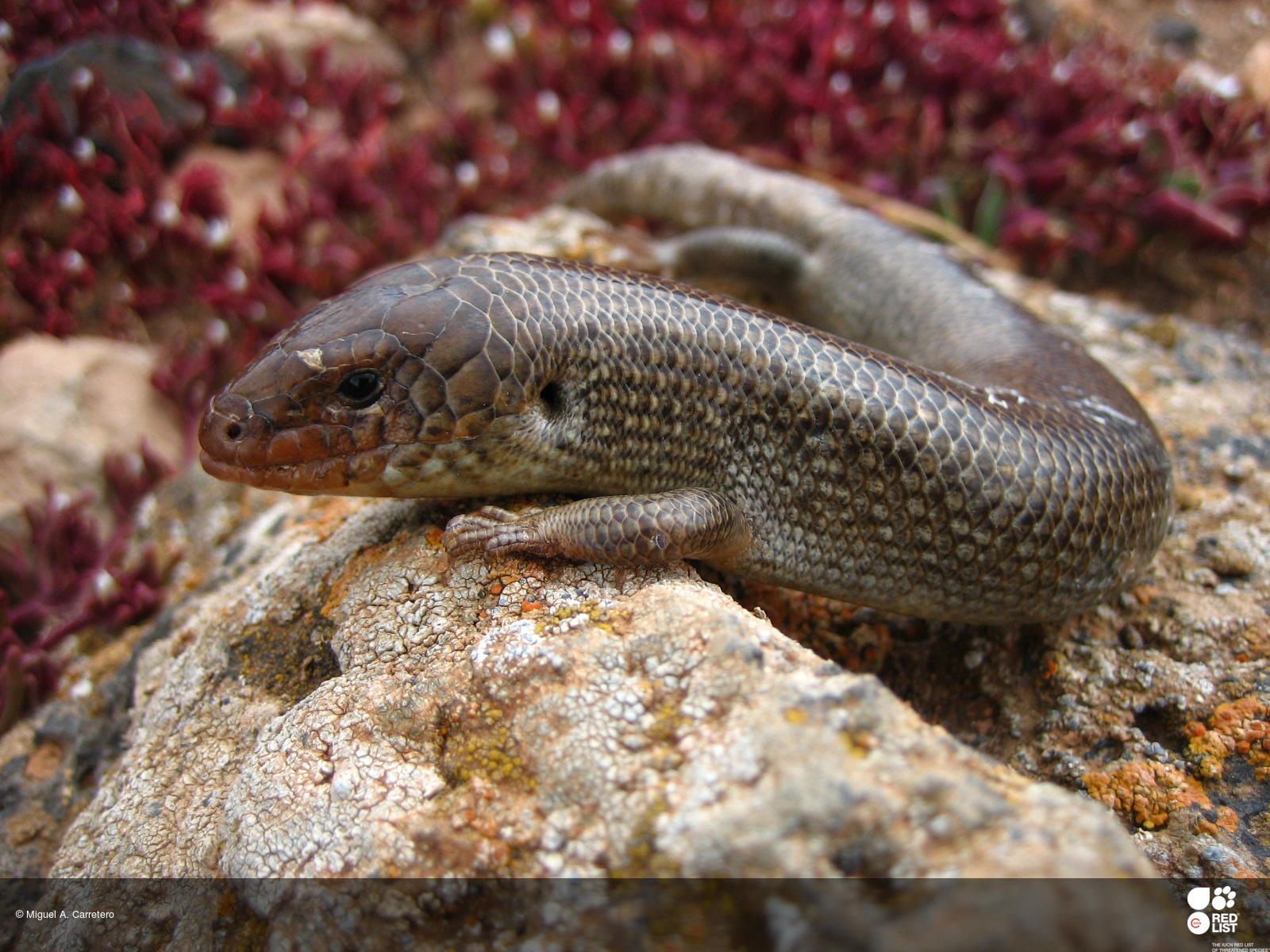 Chalcides simonyi