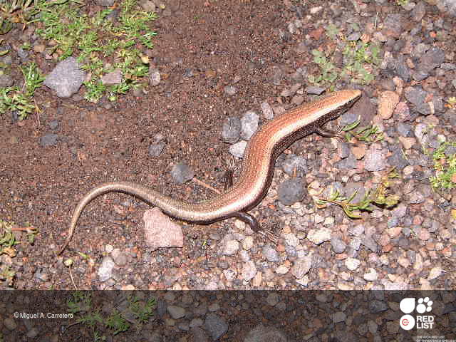 Chalcides viridanus