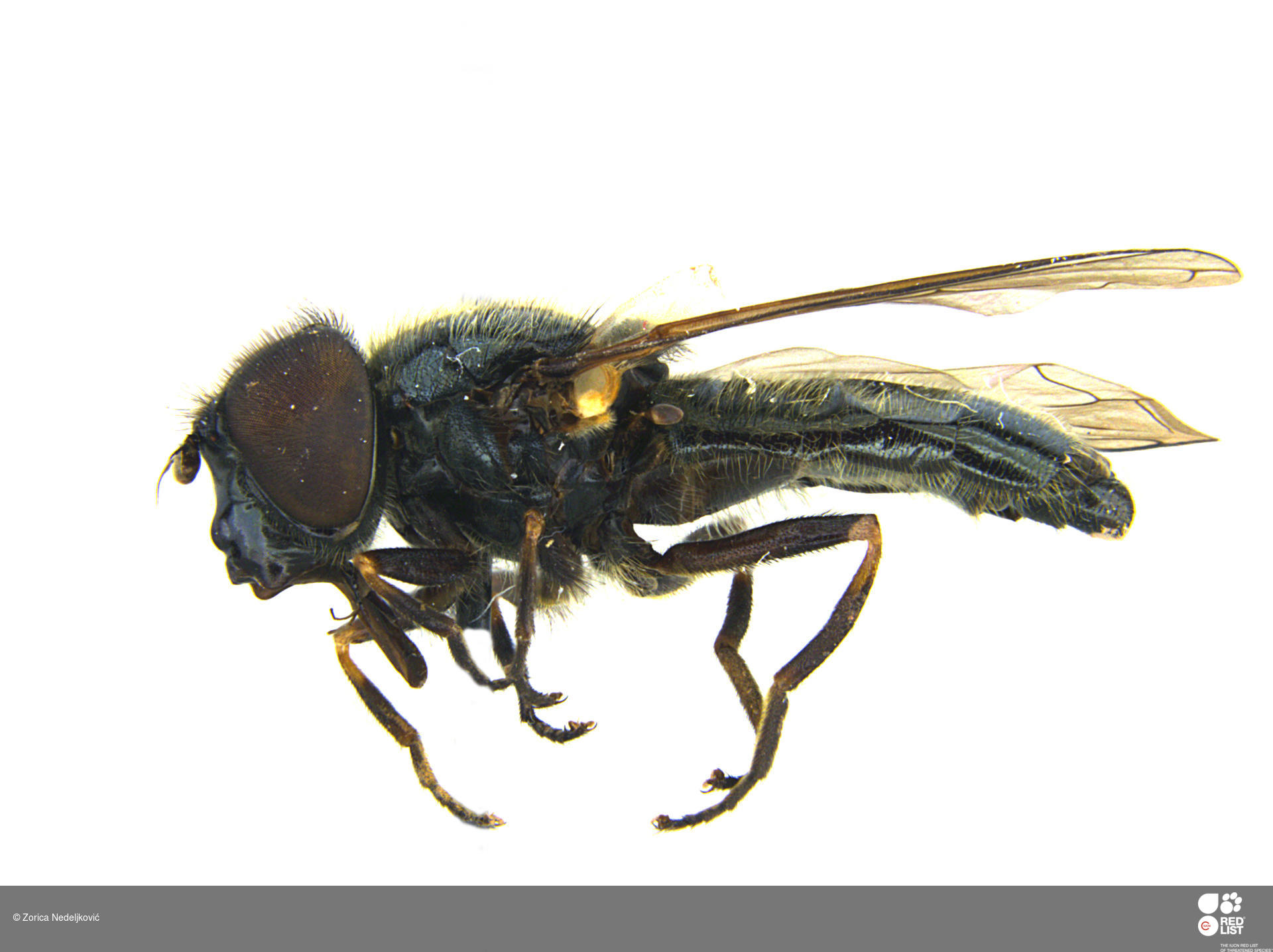Cheilosia andalusiaca