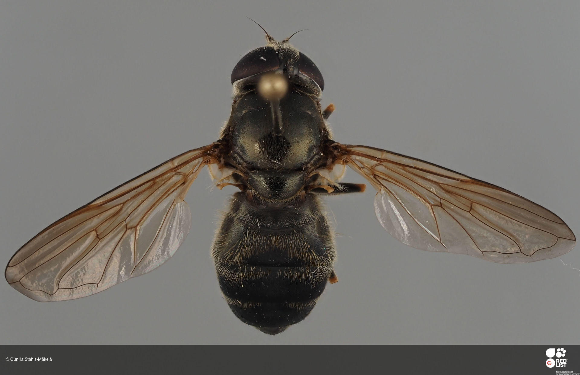 Cheilosia iberica