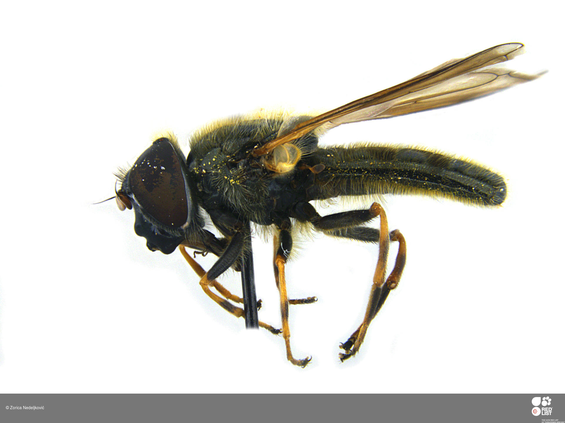 Cheilosia limbicornis
