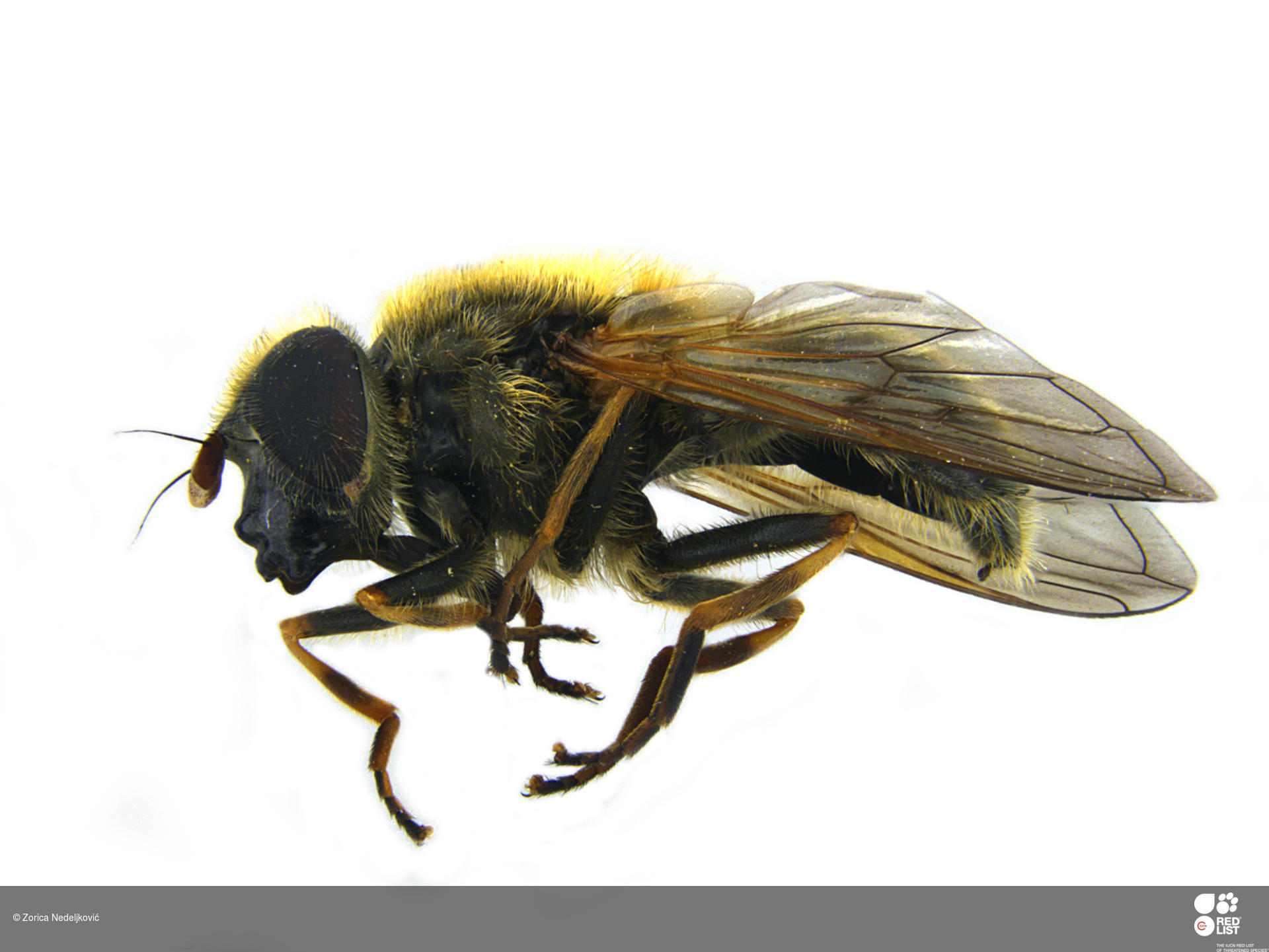 Cheilosia lucense