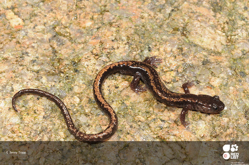 Chioglossa lusitanica