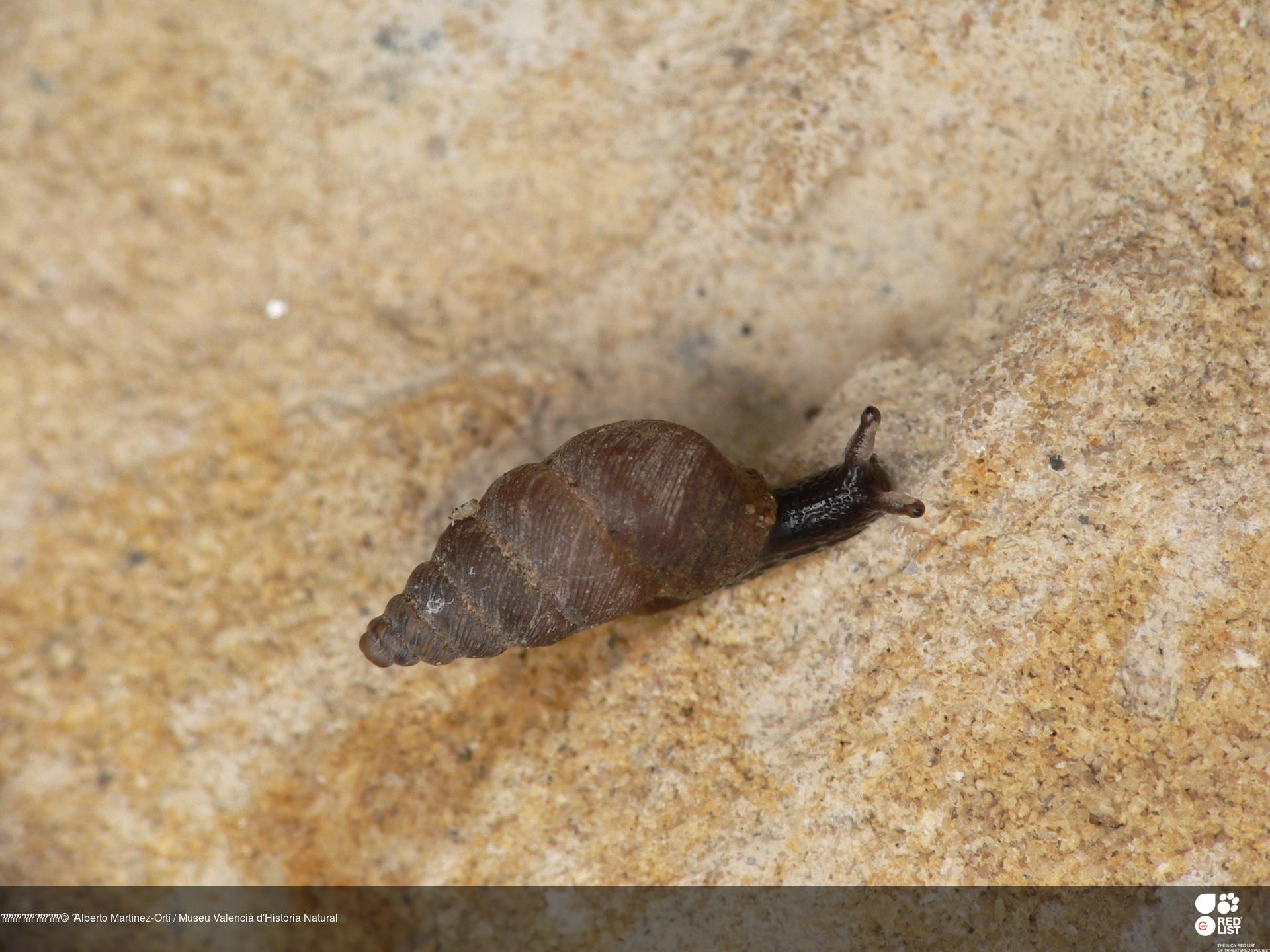 Chondrina gasulli