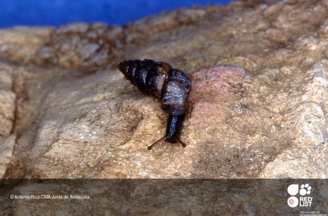 Chondrina granatensis