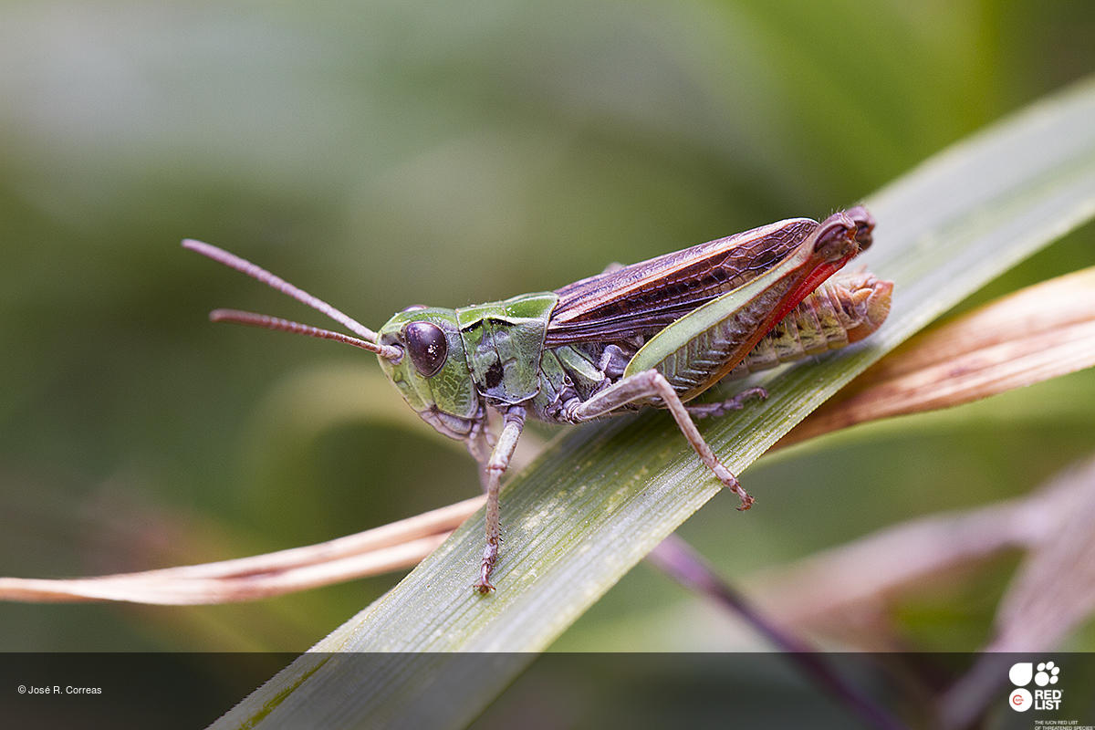 Chorthippus cazurroi