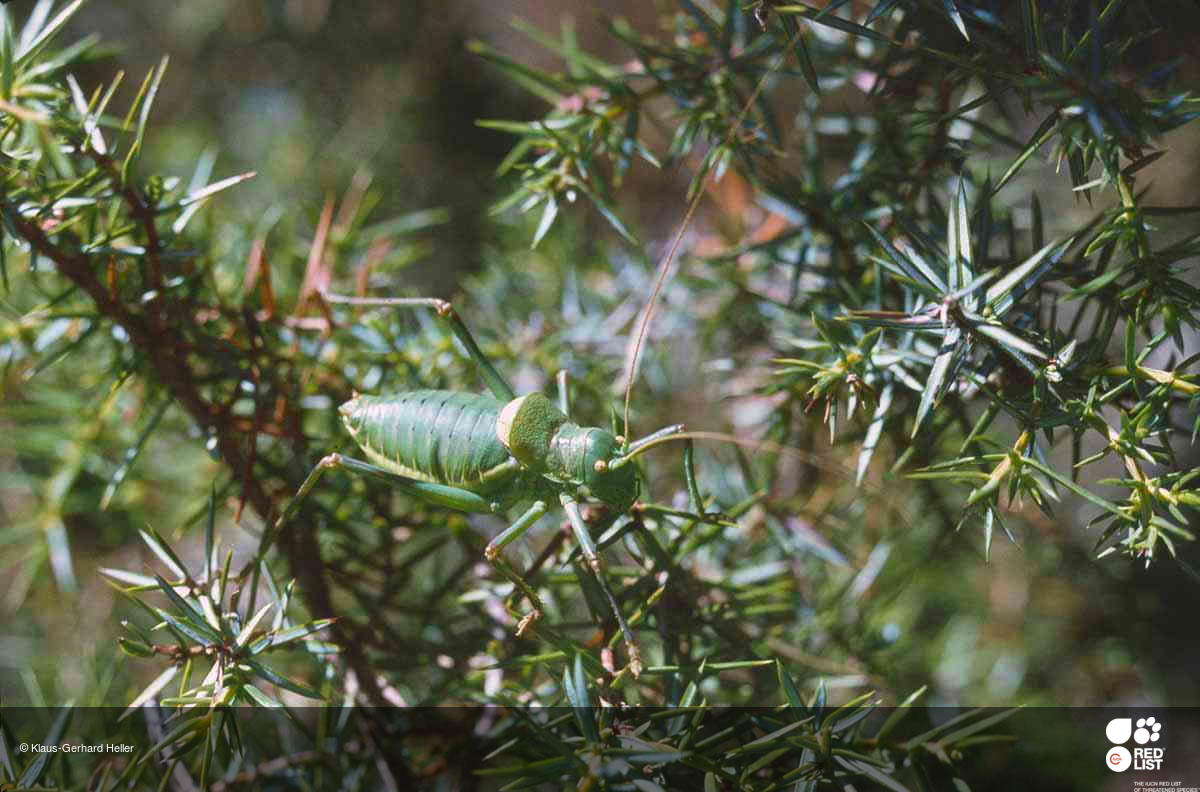 Albarracinia zapaterii