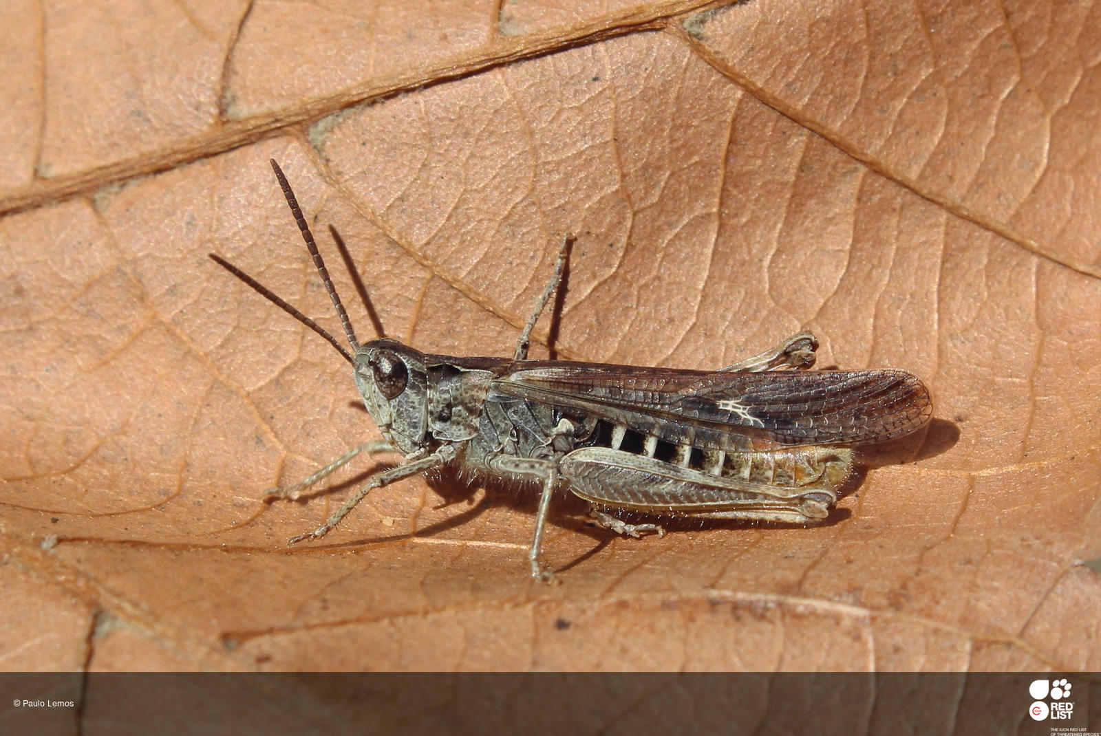 Chorthippus jacobsi