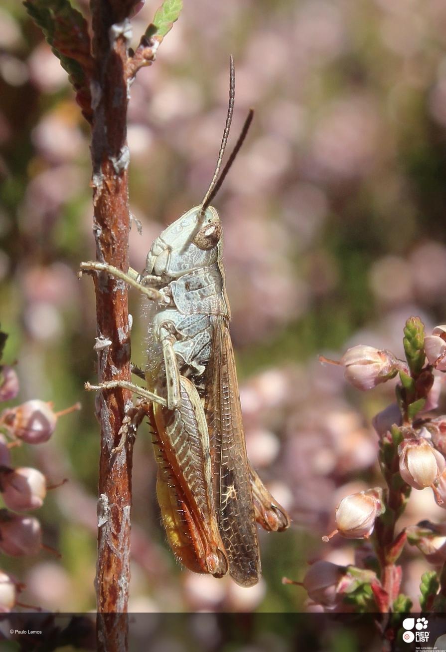 Chorthippus yersini