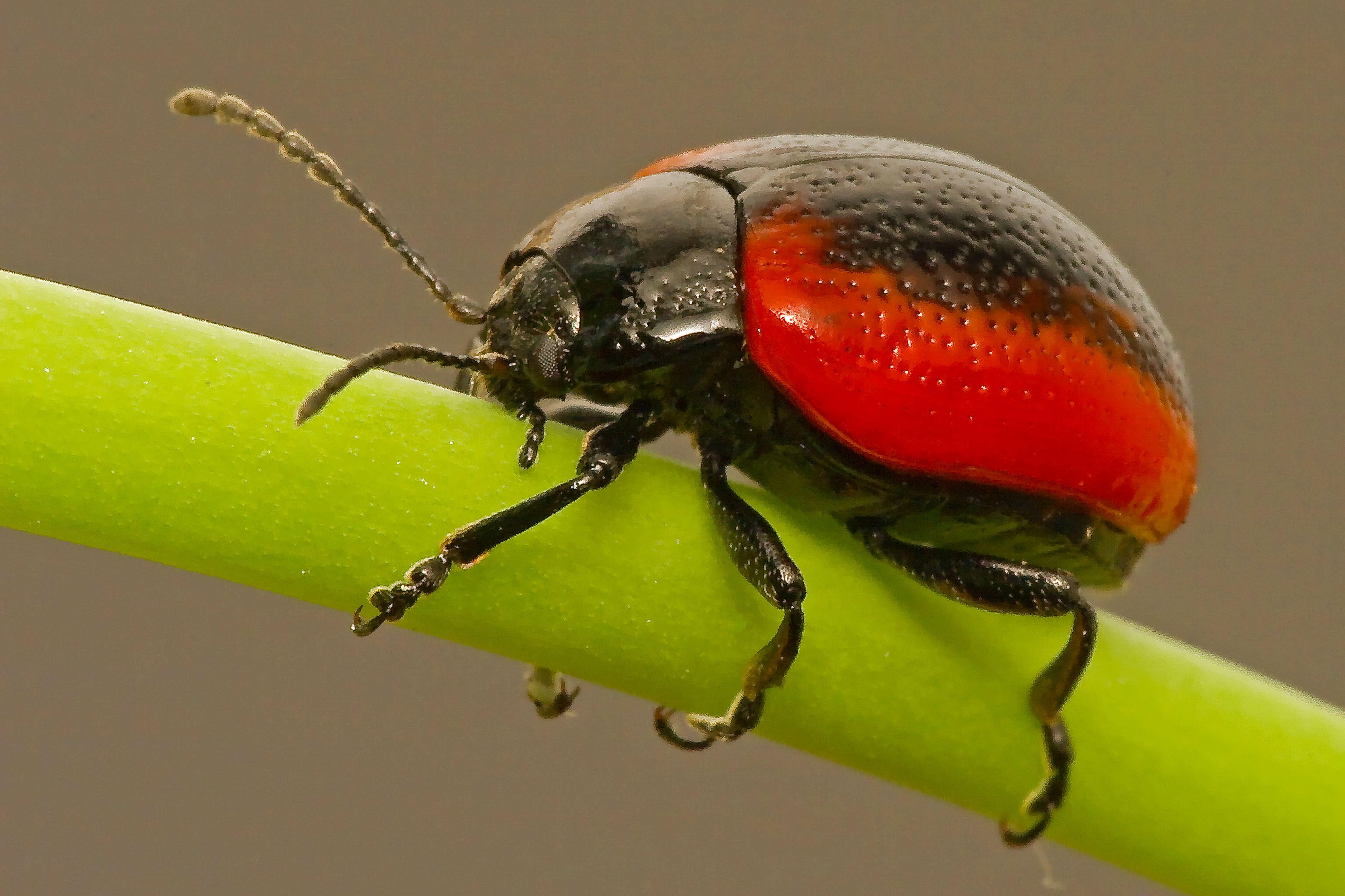 Chrysolina mactata