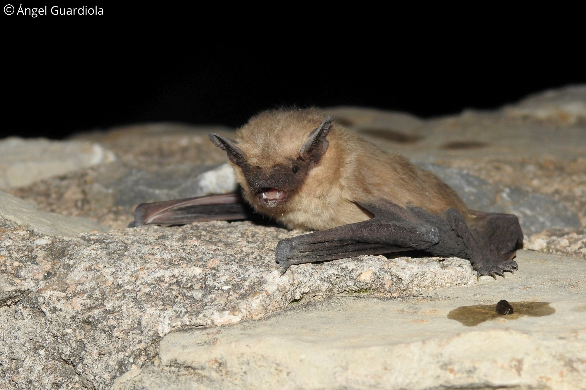 Cnephaeus isabellinus