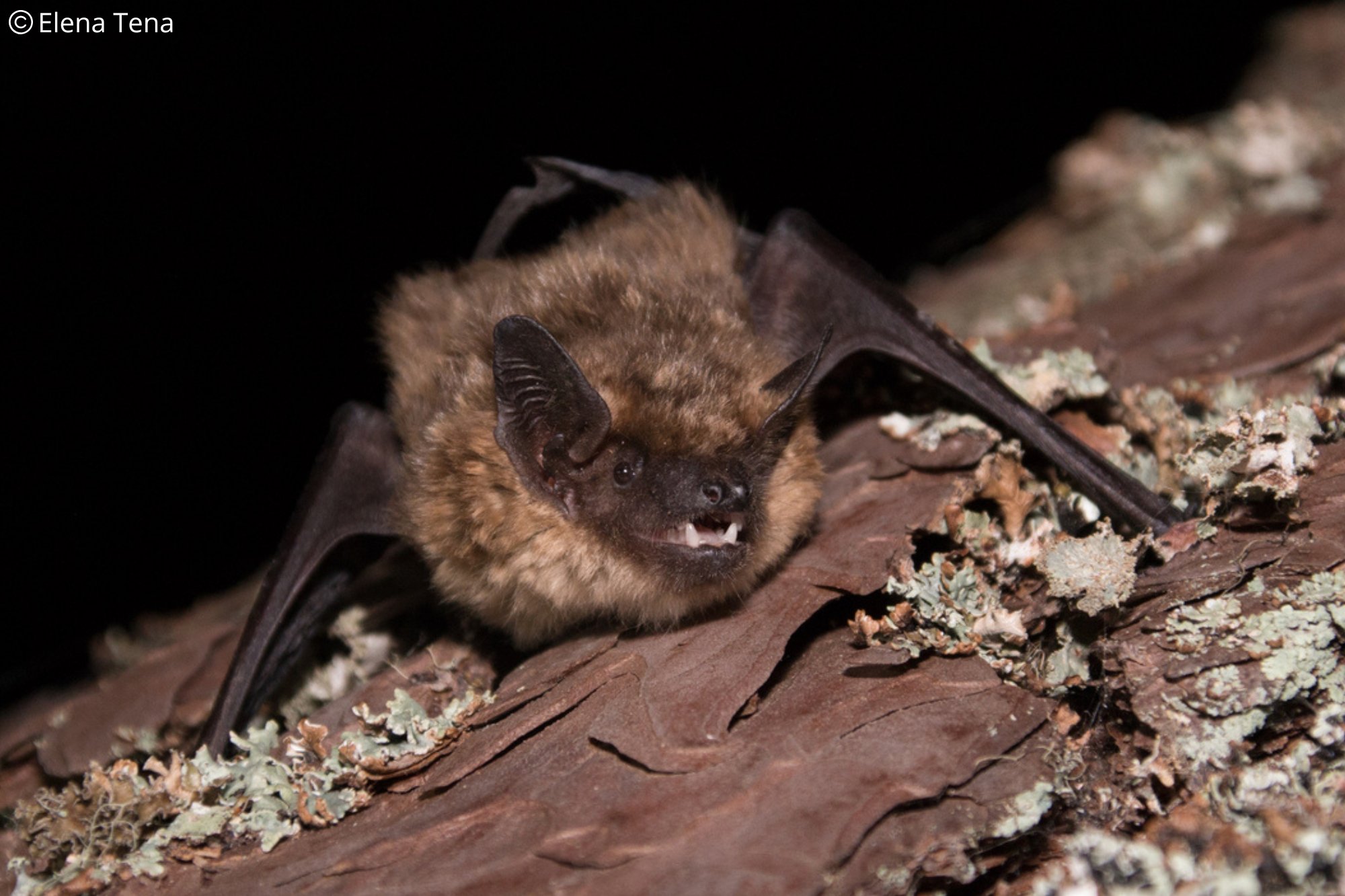 Cnephaeus serotinus