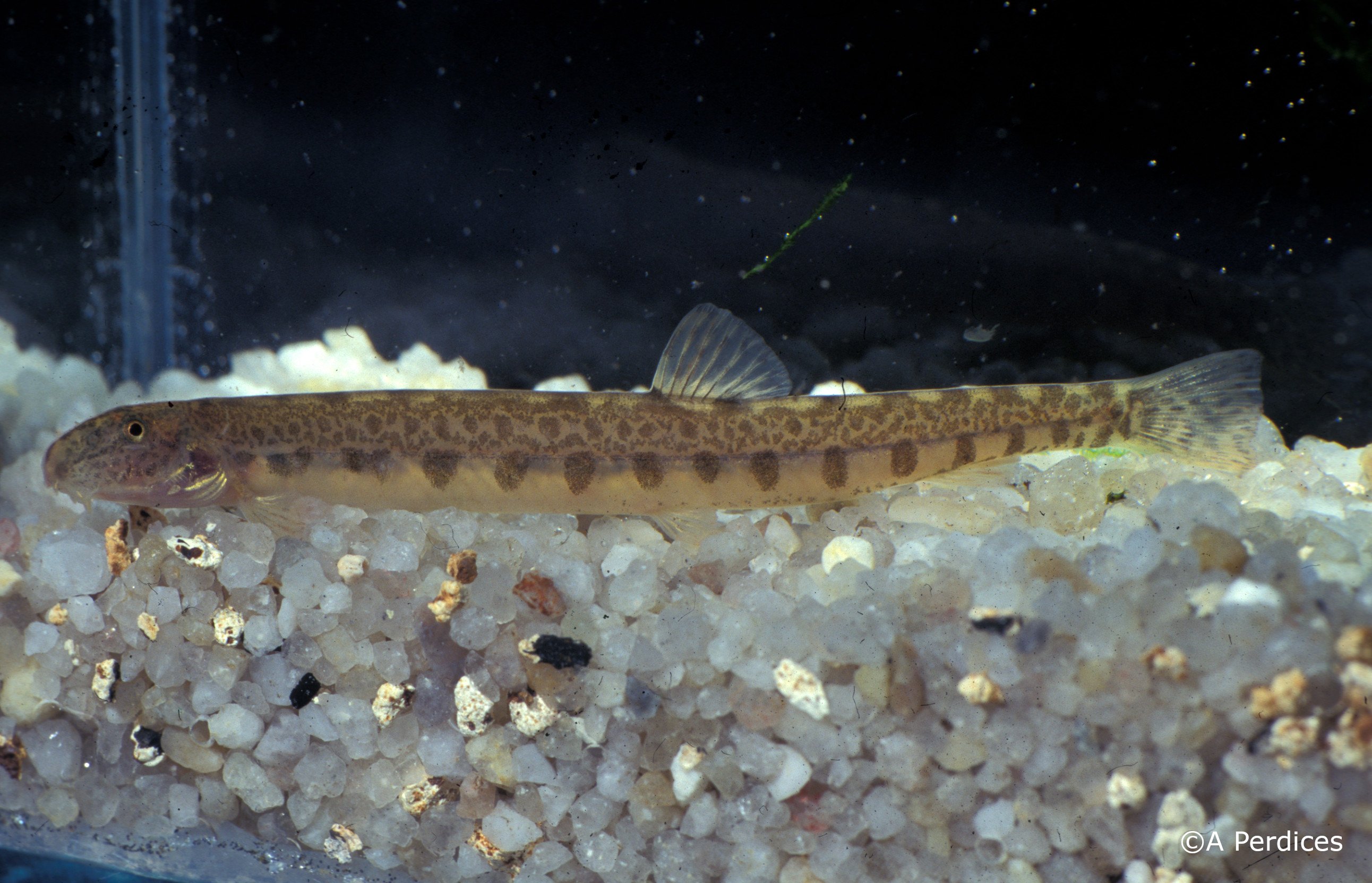 Cobitis calderoni