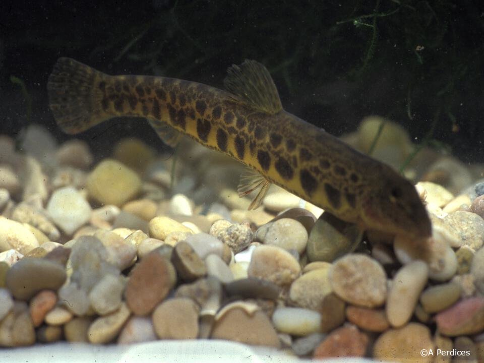 Cobitis vettonica