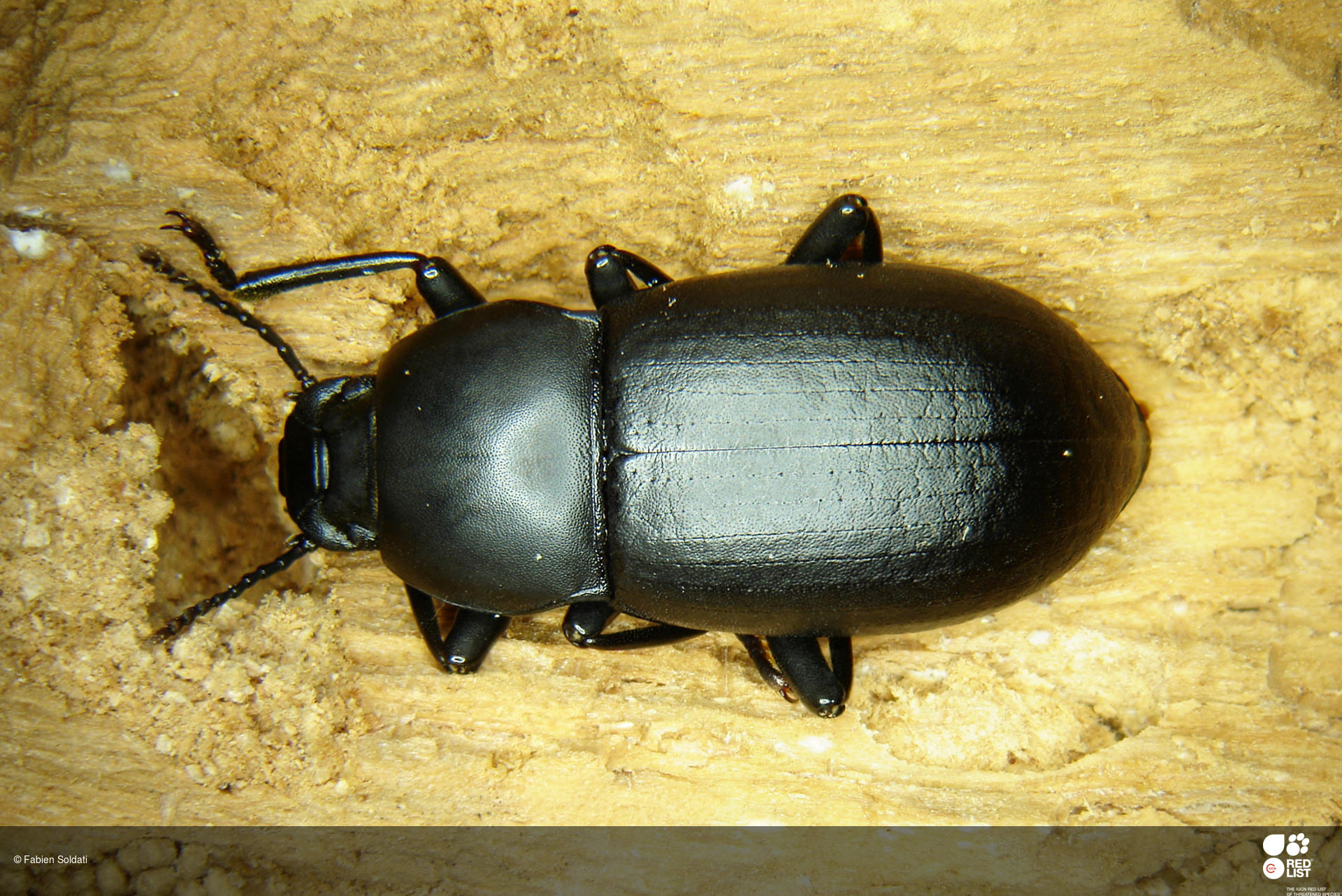 Coelometopus clypeatus
