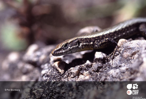 Algyroides hidalgoi