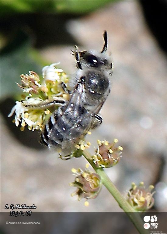 Colletes schmidi