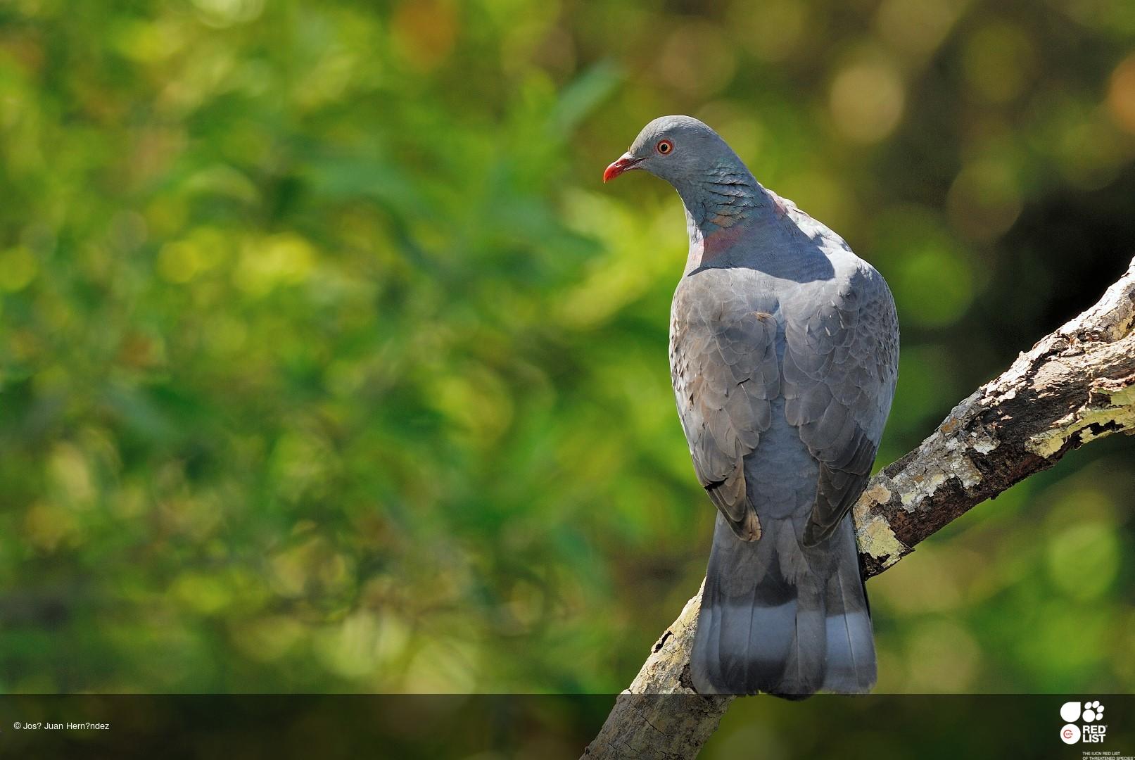 Columba bollii