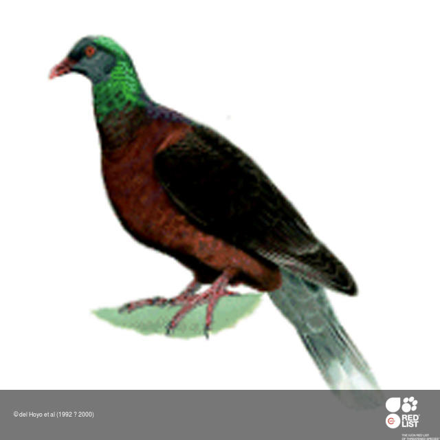 Columba junoniae