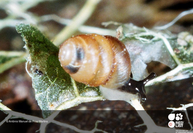 Columella microspora