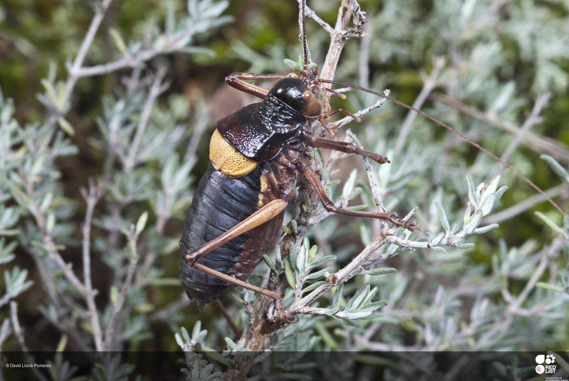 Coracinotus notarioi
