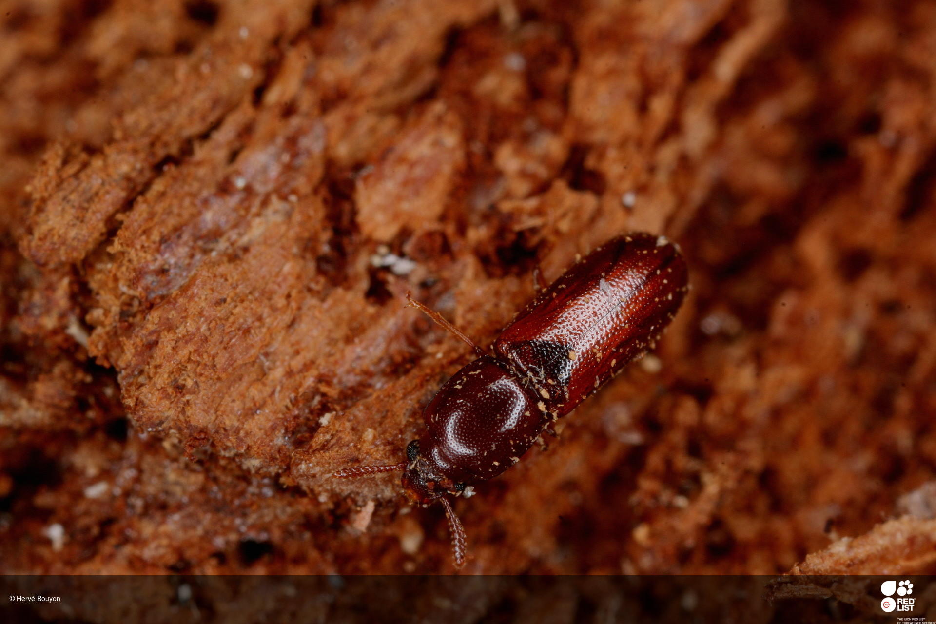 Corticeus vanmeeri