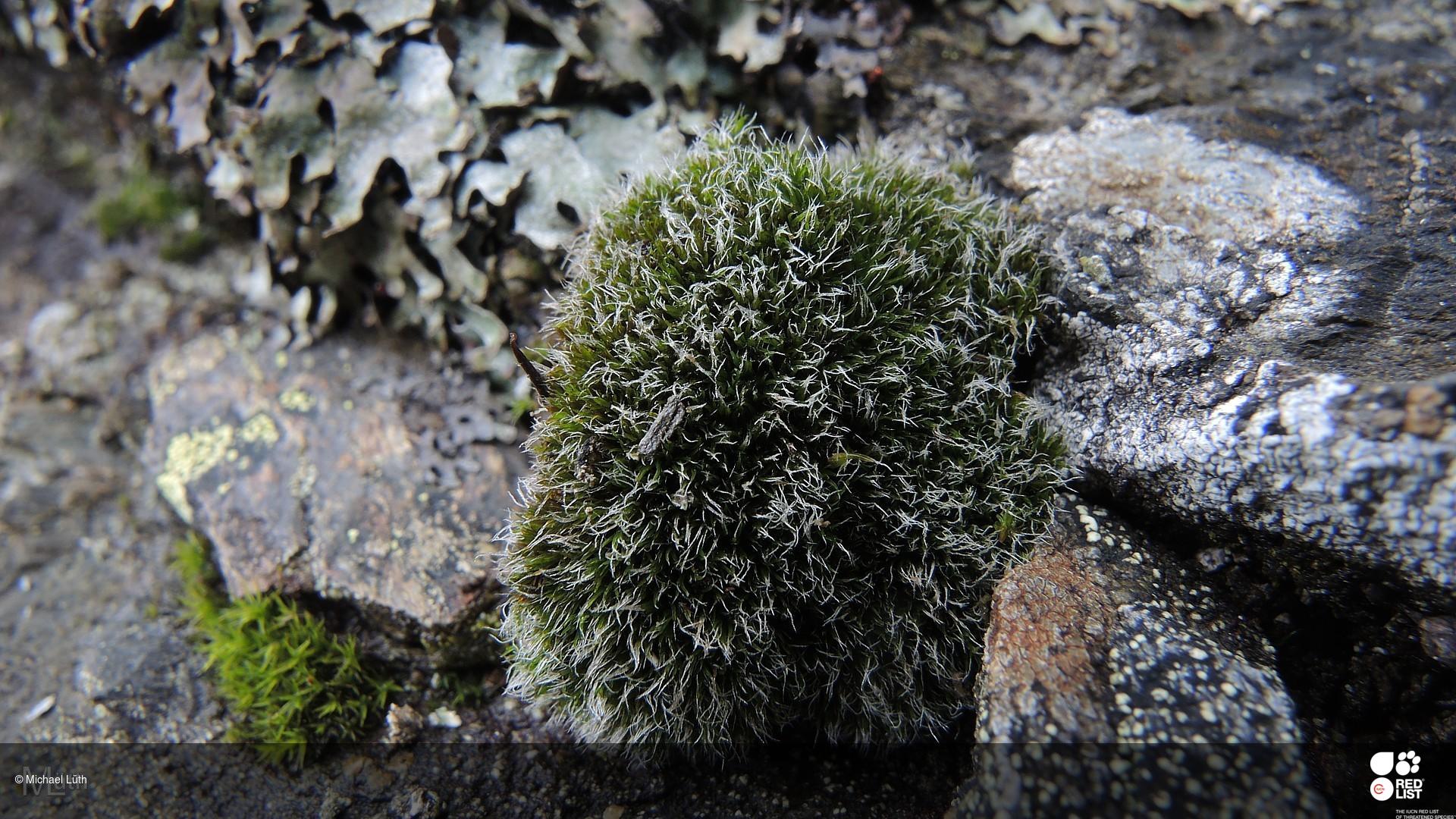 Coscinodon horridus
