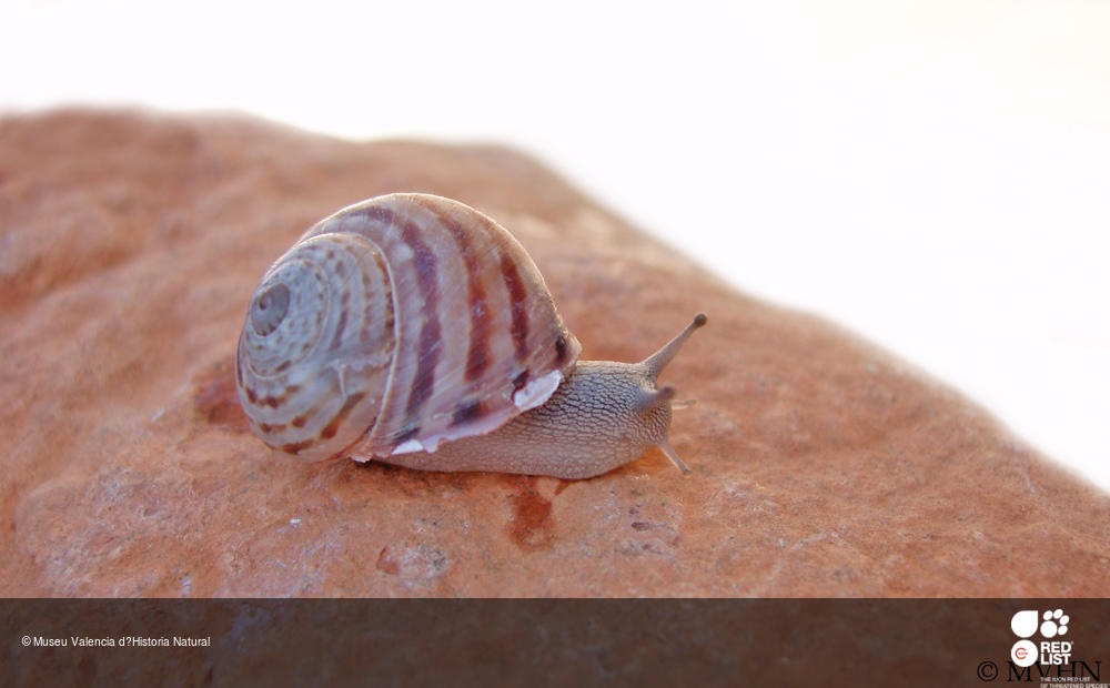 Allognathus graellsianus