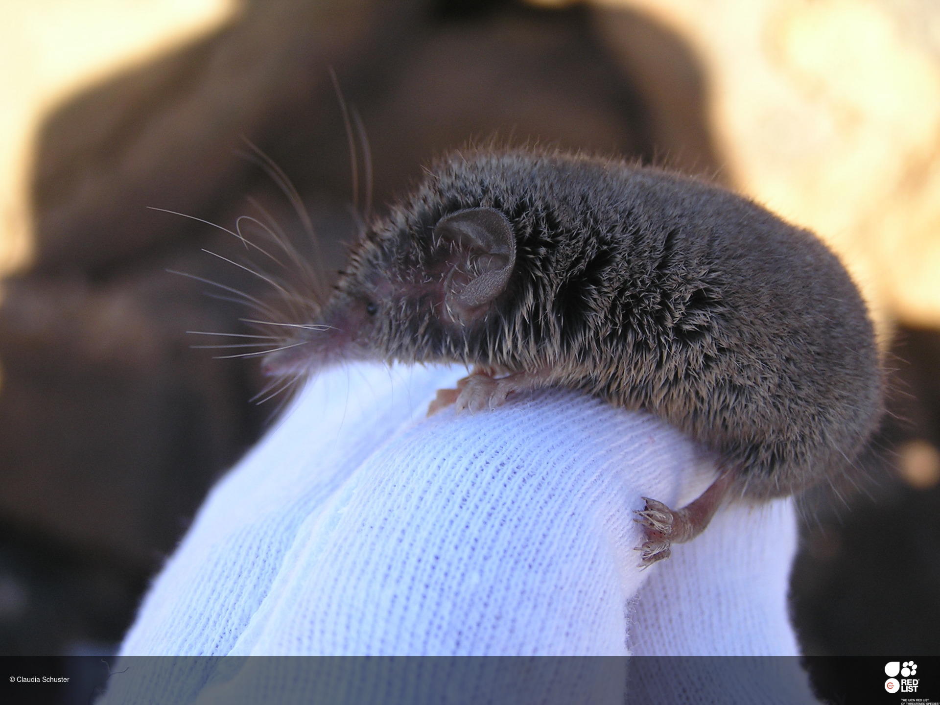 Crocidura canariensis
