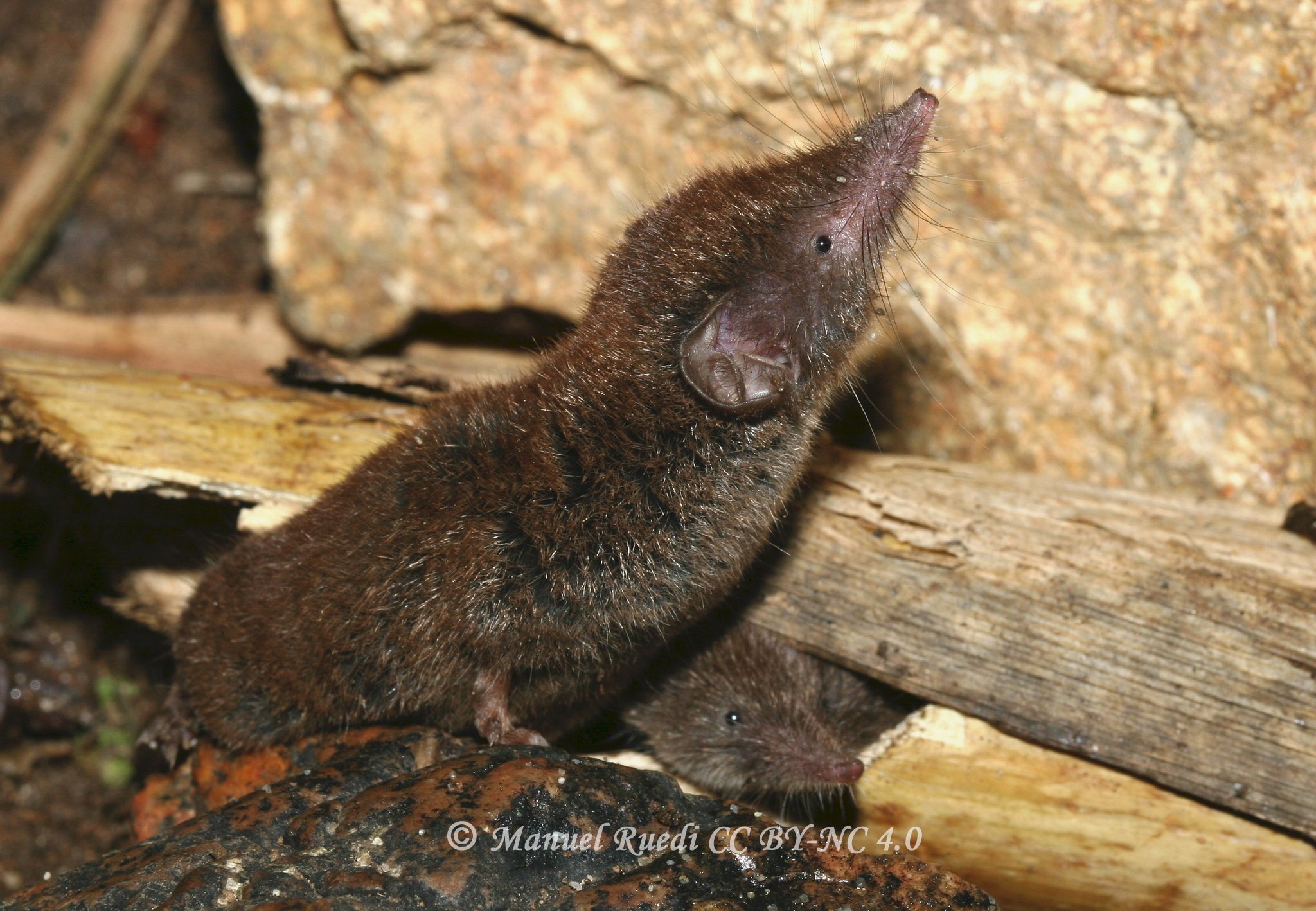 Crocidura gueldenstaedtii
