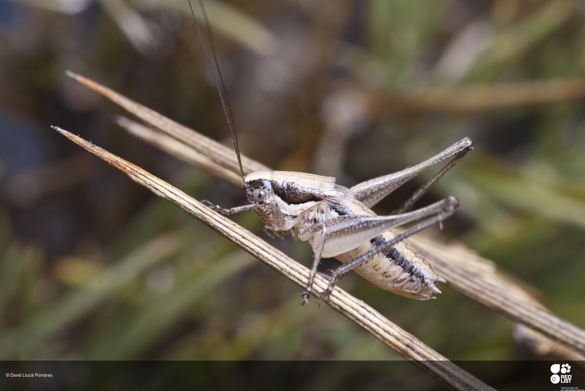 Ctenodecticus major