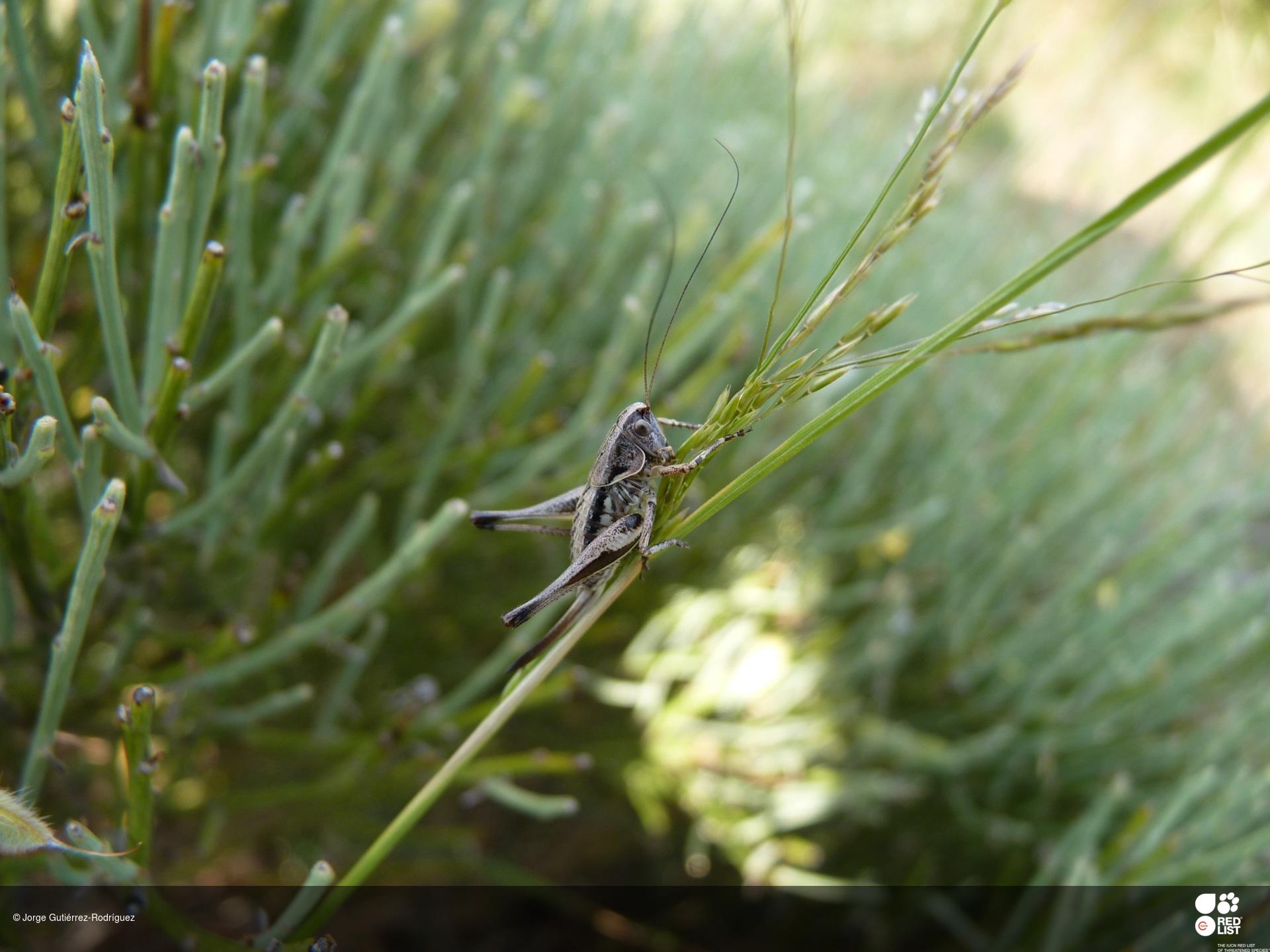 Ctenodecticus masferreri