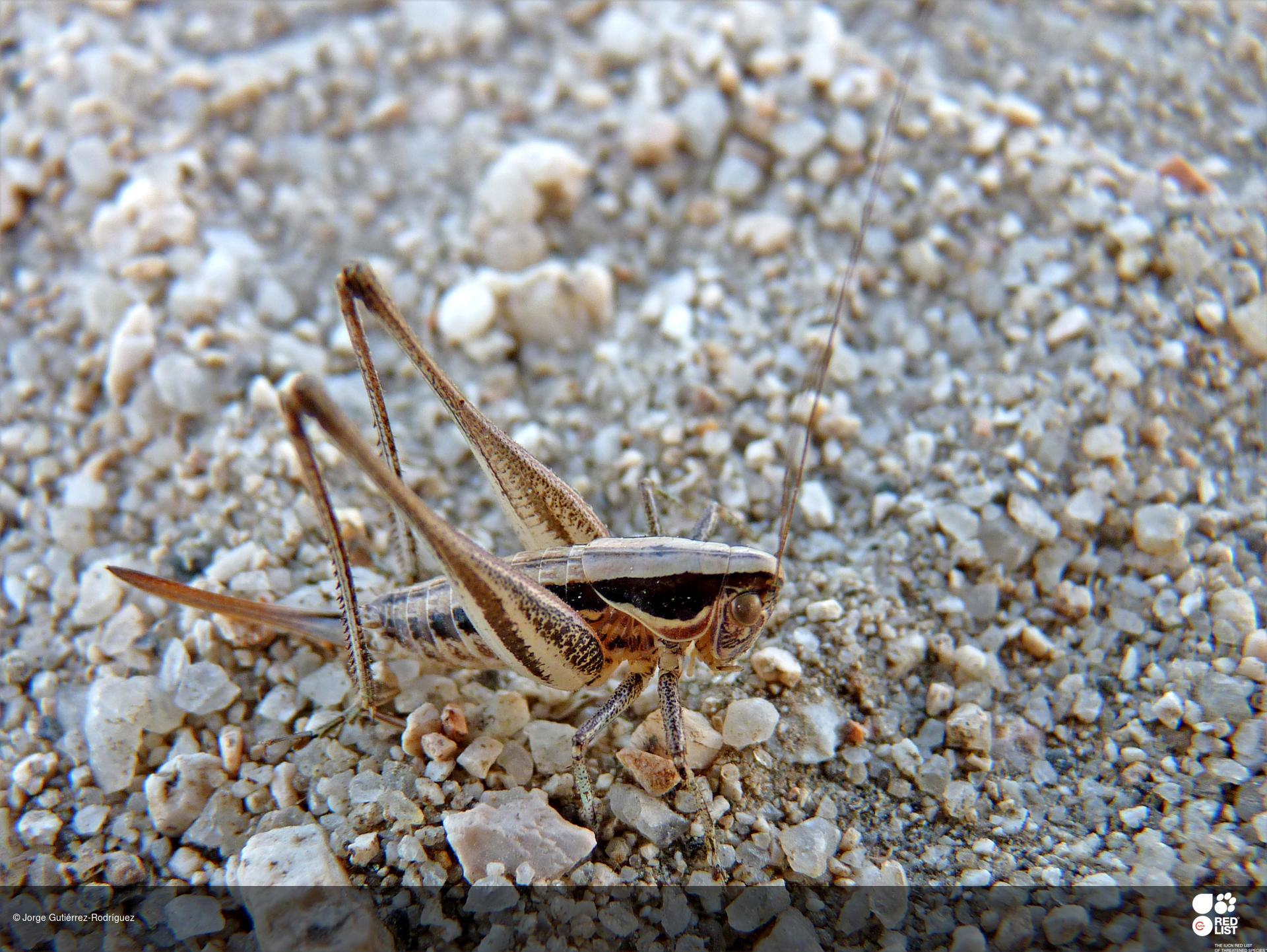 Ctenodecticus pupulus