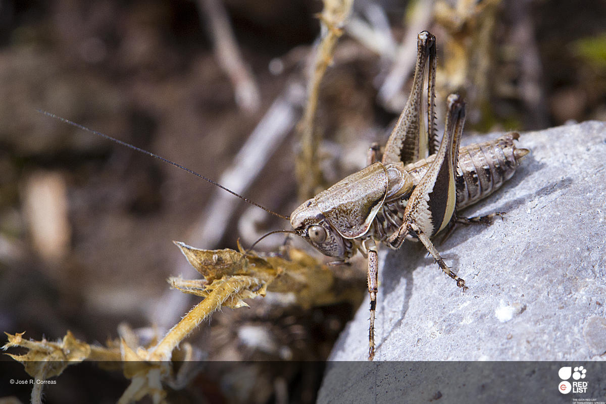 Ctenodecticus thymi