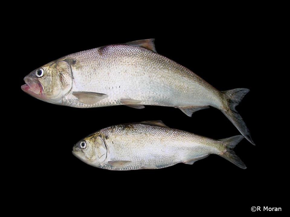 Alosa alosa