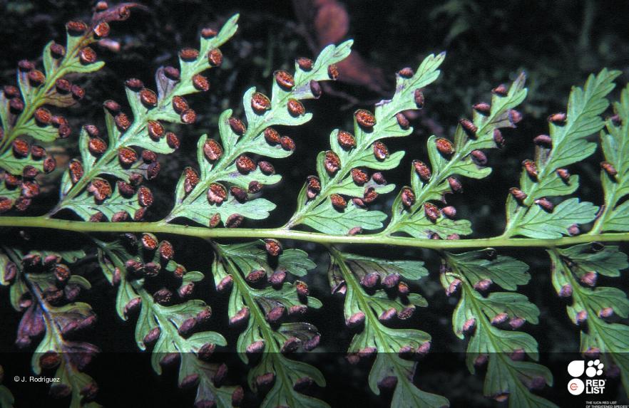Culcita macrocarpa