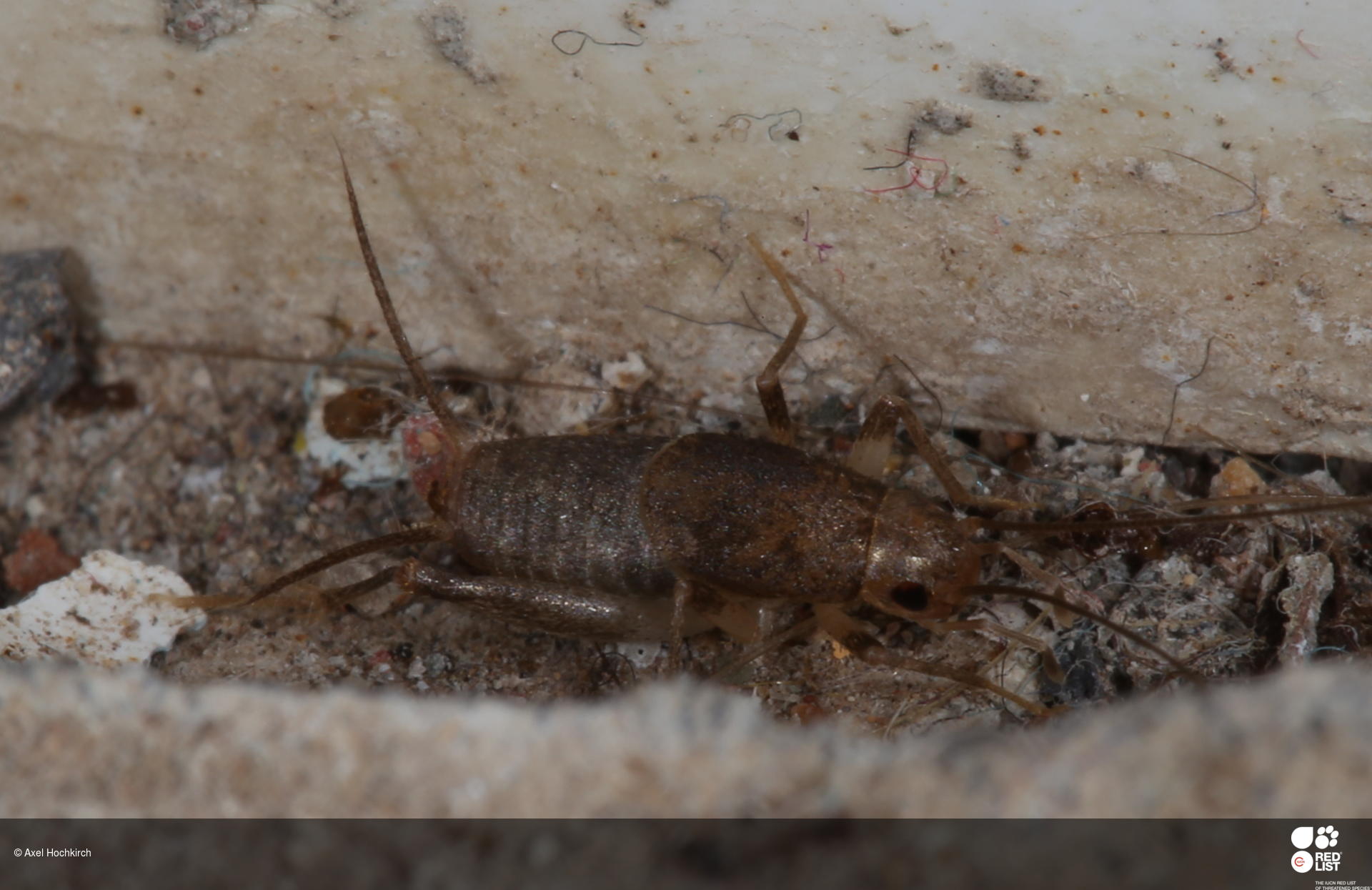 Cycloptiloides canariensis