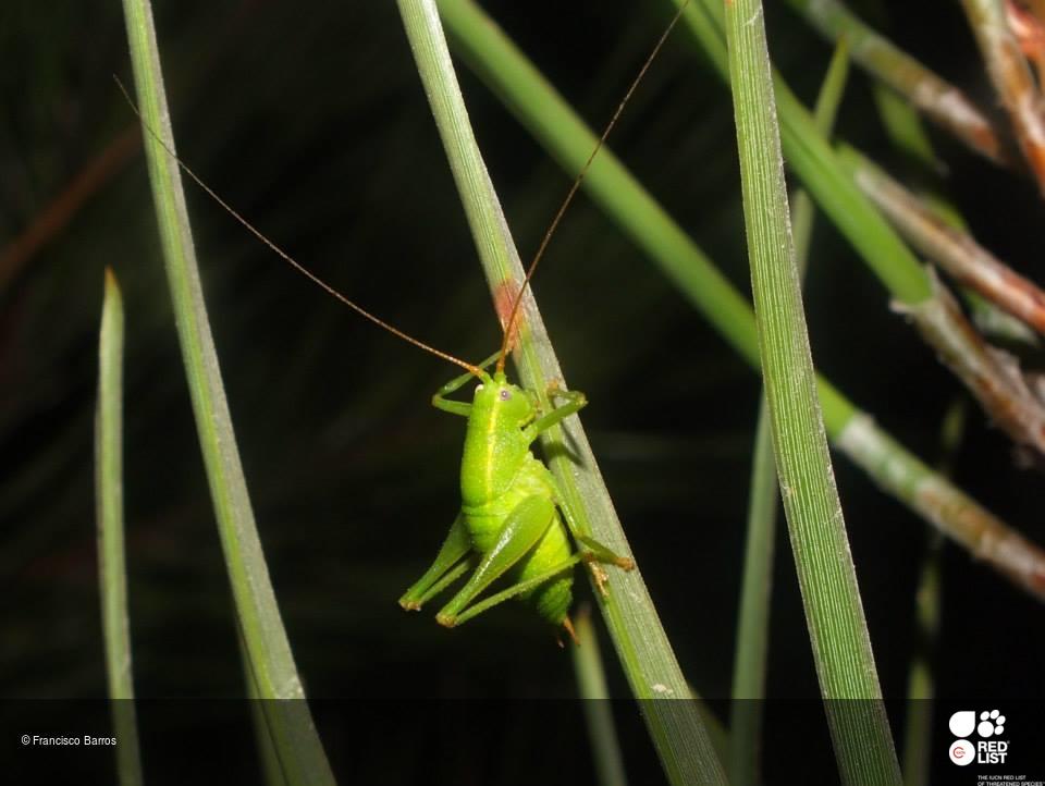 Cyrtaspis tuberculata