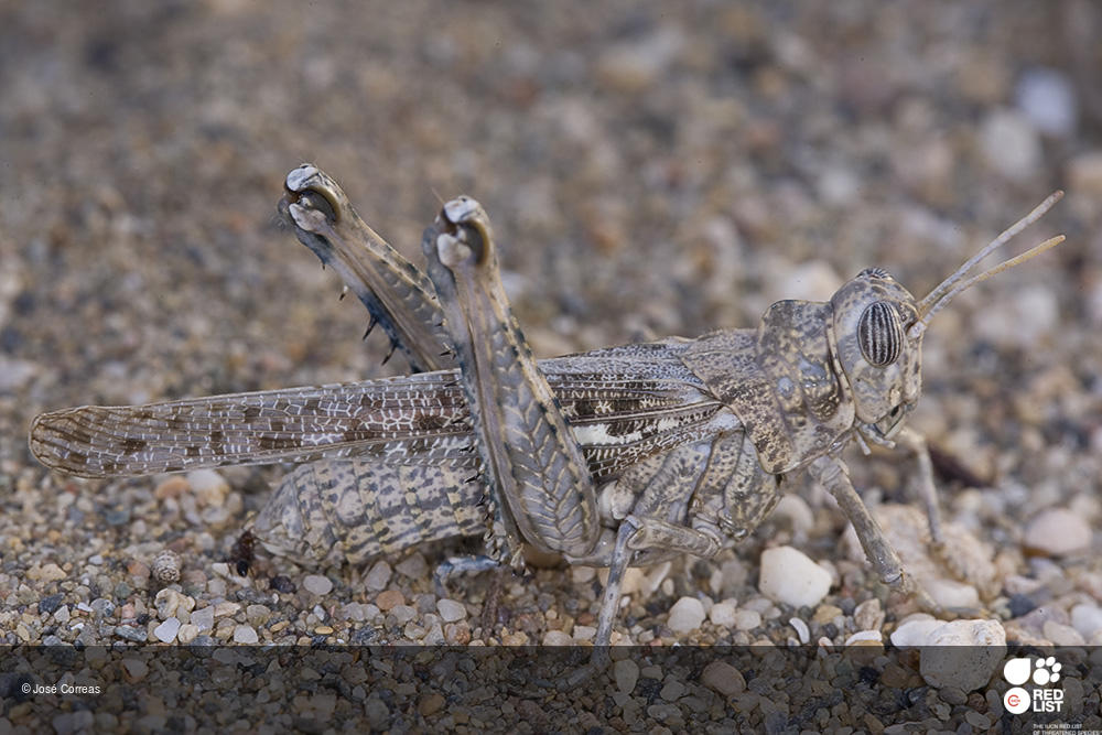 Dericorys carthagonovae