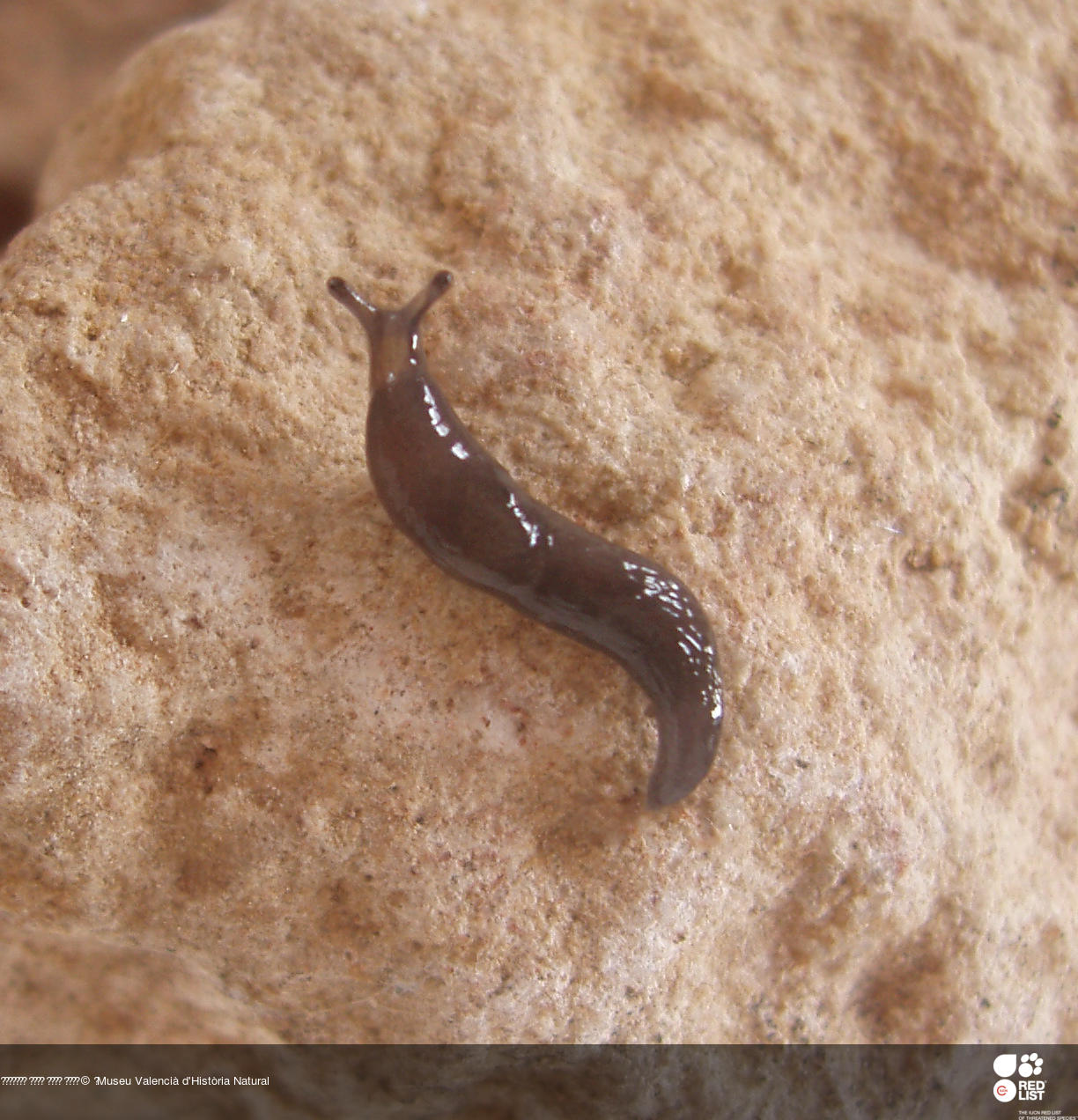 Deroceras roblesi